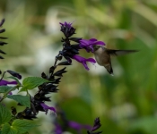 2022 09 12 LongFellowGardens 052